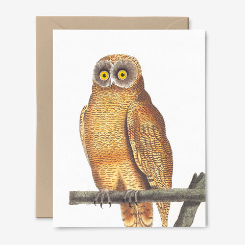 Owl Card | Any Occasion | Vintage Bird art